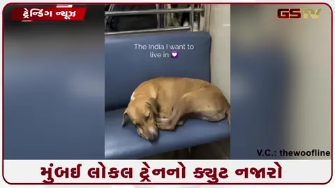 VIDEO: જીવો અને જીવવા દો'નું ઉત્તમ ઉદાહરણ: મુંબઈ લોકલ ટ્રેનમાં આરામથી સૂતેલા શ્વાનને જીત્યા દિલ