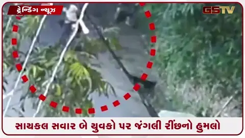 VIDEO: VIRAL / રોડ પર અચાનક આવ્યું રીંછ, સાયકલ સવાર બે યુવકો પર કર્યો હુમલો; જુઓ પછી શું થયું!