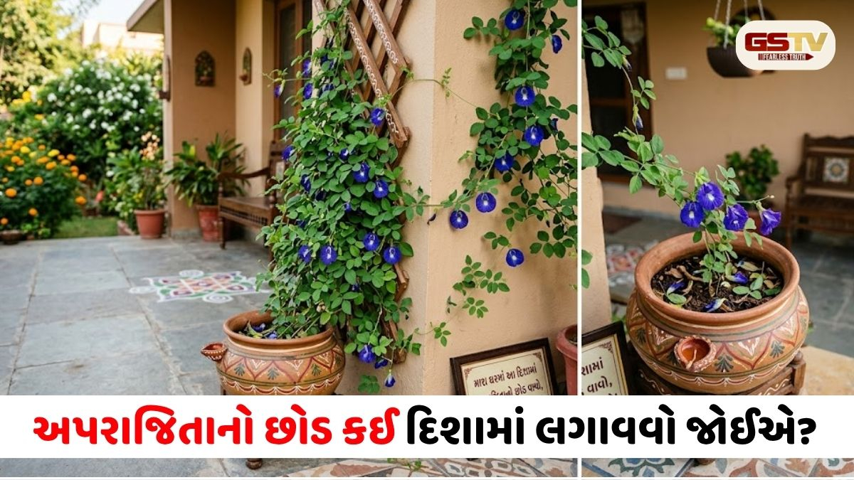 તમારા ઘરમાં આ દિશામાં અપરાજિતાનો છોડ વાવો, અને તે સુખ અને સમૃદ્ધિ લાવશે!