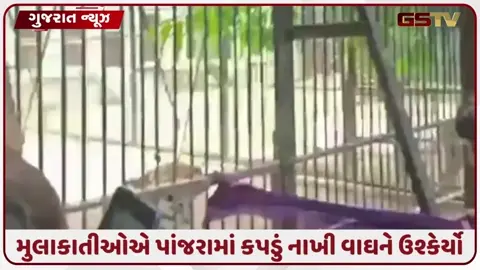 VIDEO: સક્કરબાગ ઝૂમાં પ્રવાસીઓએ પાંજરામાં કપડું નાખી વાઘને છંછેડ્યો, સુરક્ષા વ્યવસ્થા સામે પ્રશ્નાર્થ