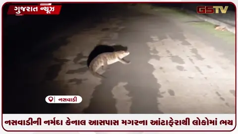 VIDEO: નસવાડીની નર્મદા કેનાલ આસપાસ મગરના આંટાફેરાથી લોકોમાં ભય