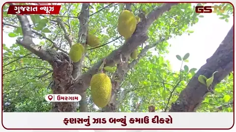 VIDEO: ખાતર-દવા વગર લાખોની કમાણી! વલસાડના નારગોલ ગામે બાપ-દાદાના જમાનાનું ફણસનું ઝાડ બન્યું ખેડૂતનો 'કમાઉ દીકરો'!