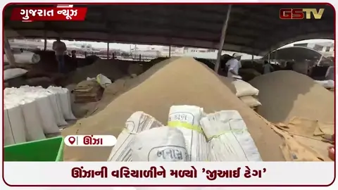 VIDEO: ઊંઝાની વરિયાળીને મળ્યો વૈશ્વિક જીઆઈ ટેગ, ખેડૂતો માટે સોનાનો સૂરજ ઊગ્યો!