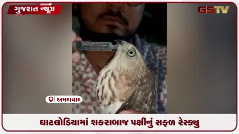 VIDEO: ઘાટલોડિયામાં શિકારી પક્ષી શકરાબાજનું સફળ રેસ્ક્યુ, એનિમલ લાઈફ કેરની પ્રશંસનીય કામગીરી!
