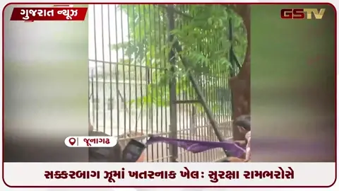 VIDEO: મોતના પાંજરા પાસે નિયમોના ધજાગરા: સક્કરબાગમાં વાઘને છંછેડતો વીડિયો વાયરલ