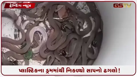 VIDEO: પ્લાસ્ટિકના ડ્રમમાંથી નિકળ્યો સાપનો ઢગલો! VIDEO જોઈને ઉભા થઈ જશે રૂંવાડા