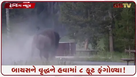 VIDEO: VIRAL /  પહેલા પીછો કર્યો, પછી શિંગડાથી વૃદ્ધને 8 ફૂટ હવામાં ફંગોળ્યા;  બાયસનનો હુમલો જોઈ લોકો ફફડી ઊઠ્યા