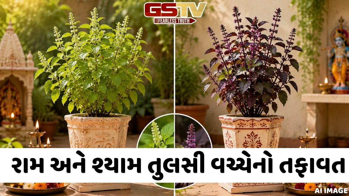 રામ અને શ્યામ તુલસી વચ્ચે શું તફાવત છે? જાણો સાચી દિશા અને મહત્ત્વપૂર્ણ નિયમો