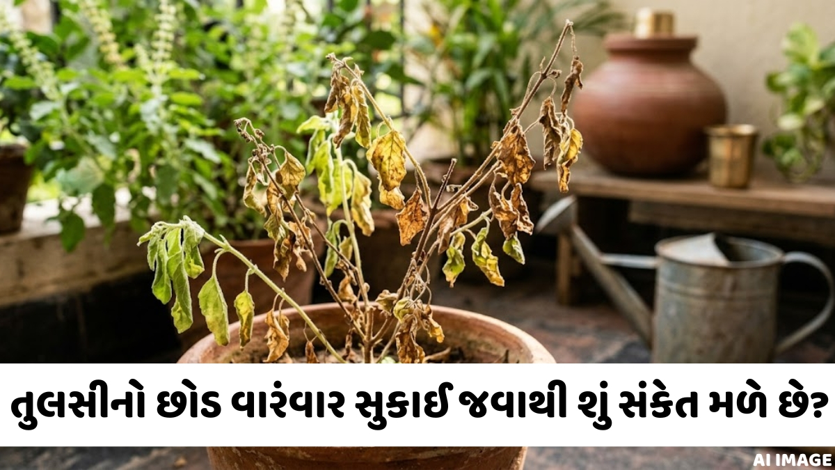 શું તુલસીનો છોડ વારંવાર સુકાઈ રહ્યો છે? આ સંકેતોને અવગણશો નહીં, જાણો ઉપાયો