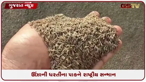 VIDEO: ઊંઝા APMCના ખાતામાં વધુ એક ઐતિહાસિક સિદ્ધિ ઉમેરાઈ, જીરા બાદ વરિયાળીને પણ GI TAG, મળી વૈશ્વિક ઓળખ