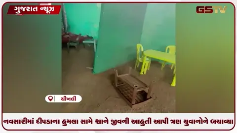 VIDEO: નવસારીના ચીખલીમાં દિપડાના હુમલા સામયે શ્વાને જીવની આહુતી આપી ત્રણ યુવકના જીવ બચાવ્યા
