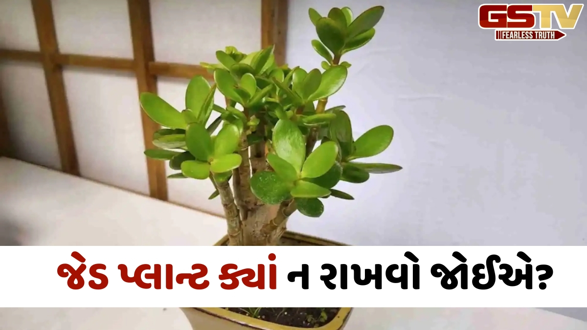 શું તમારા ઘરમાં જેડ પ્લાન્ટ લગાવવાથી વધે છે સકારાત્મક ઉર્જા? જાણો યોગ્ય દિશા અને ફાયદા
