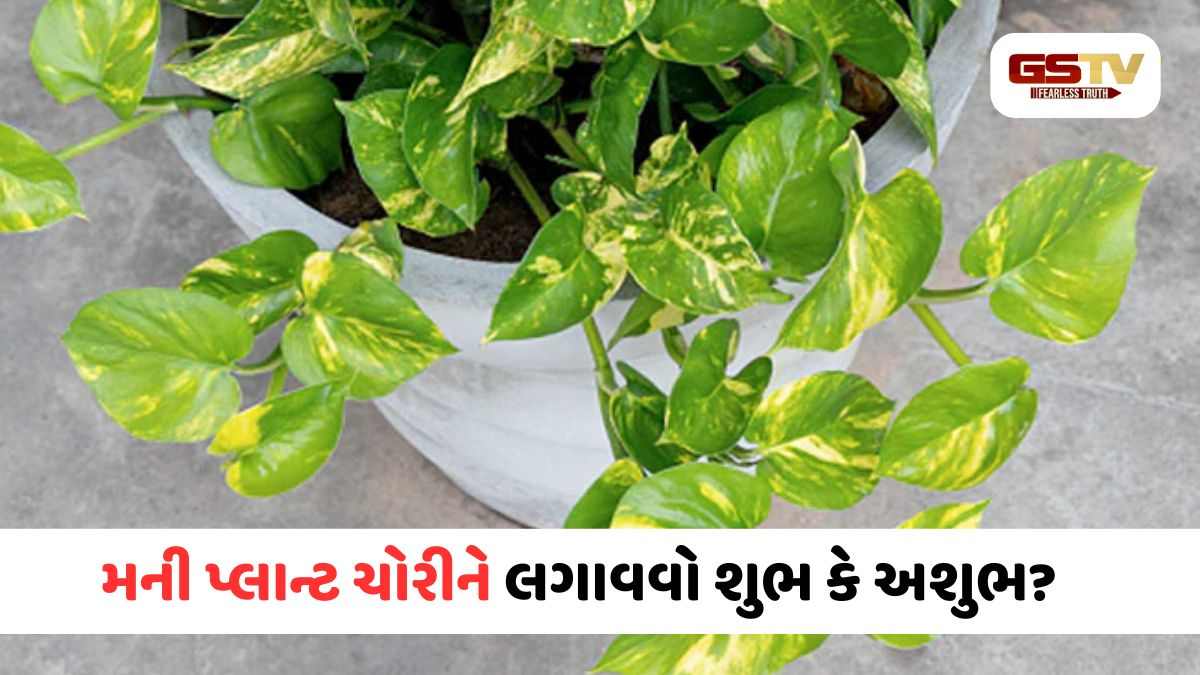 ચોરાયેલો મની પ્લાન્ટ ભાગ્ય ચમકાવે કે ગરીબી લાવે? જાણો શું કહે છે વાસ્તુશાસ્ત્ર