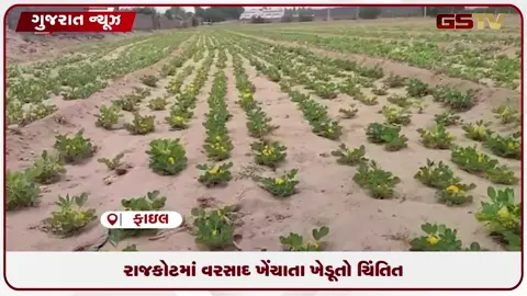 VIDEO: રાજકોટમાં વરસાદ ખેંચાતાં જગતનો તાત ચિંતાતુર: ૪.૫ લાખ હેક્ટરનું ખરીફ વાવેતર જોખમમાં!