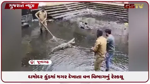 VIDEO: જૂનાગઢના દામોદર કુંડમાં વિશાળ મગર દેખાતા દોડધામ: વન વિભાગે કર્યું રેસ્કયૂ