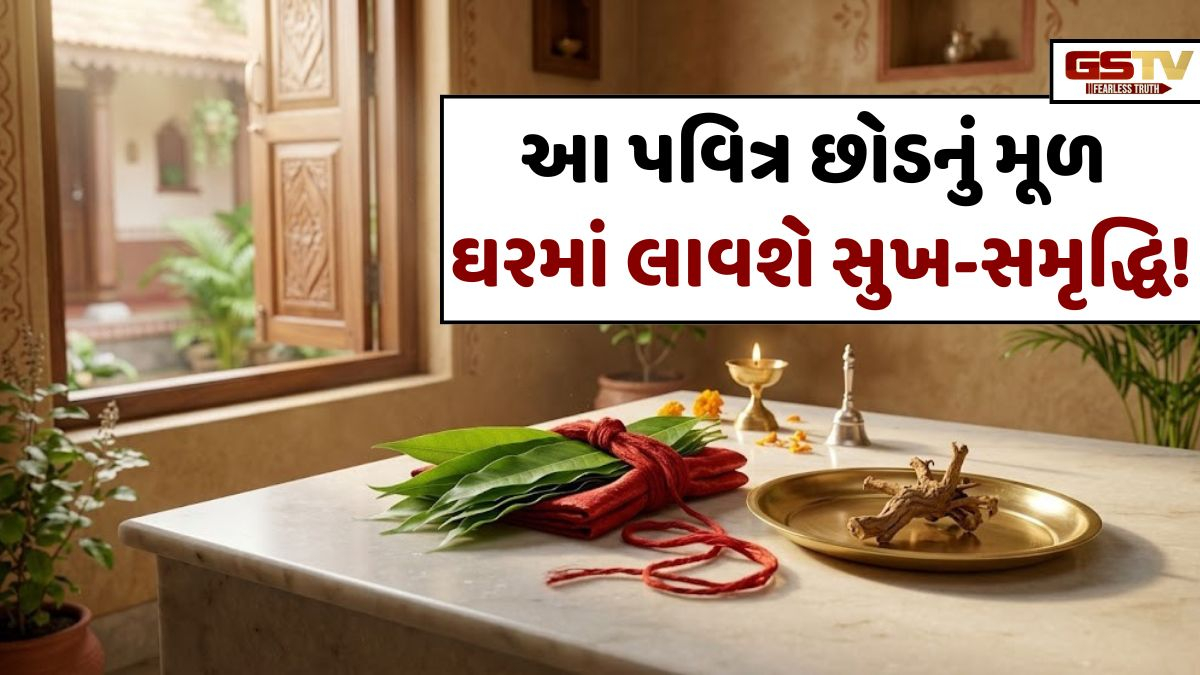 Vastu Tips/ વાસ્તુ શાસ્ત્ર મુજબ ઘરમાં આ પવિત્ર છોડનું મૂળ રાખવાથી આવશે સુખ અને સમૃદ્ધિ!
