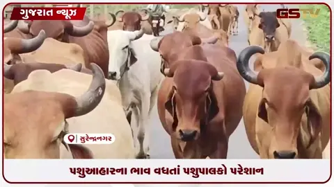 VIDEO: સુરેન્દ્રનગરમાં પશુઆહાર, ખોળના ભાવ વધતા પશુપાલકો પર મોંઘવારીનો બેવડો માર