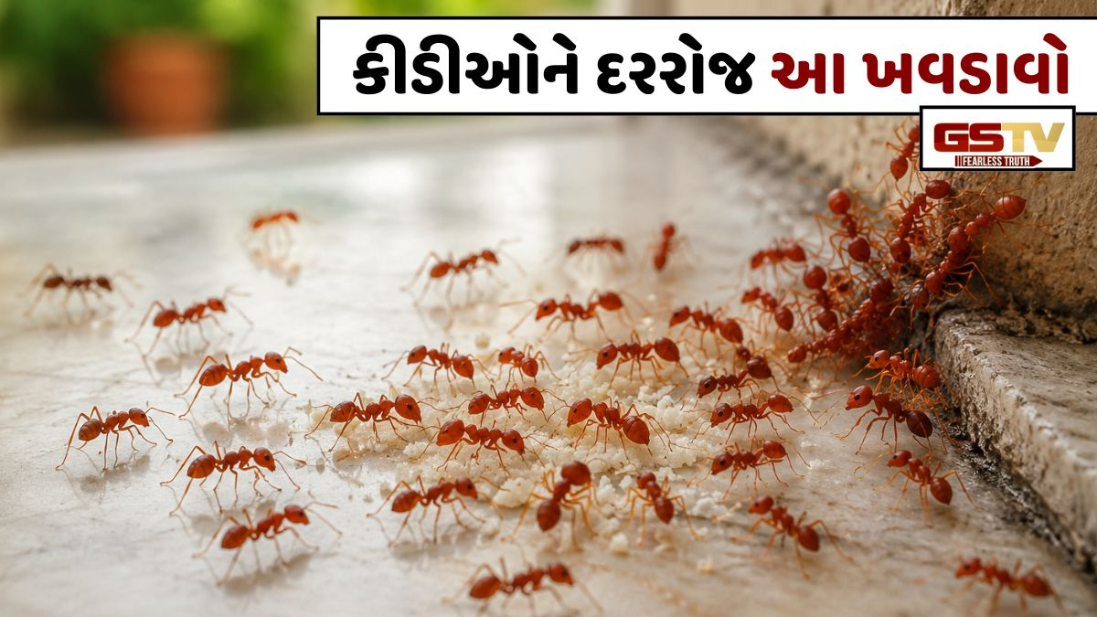 અચાનક, તમારા ઘરમાં અસંખ્ય લાલ કીડીઓ દેખાય છે! આ શુભ કે અશુભ સંકેત શું છે? જાણો અહીં