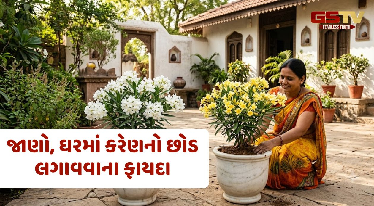 જાણો, ઘરમાં કરેણનો છોડ લગાવવાના ફાયદા અને વાસ્તુ નિયમો