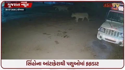 VIDEO: સાવરકુંડલાના હીપાવડલી ગામે સિંહોના આંટાફેરાના લાઈવ દ્રશ્યો, પશુઓમાં મચી નાસભાગ