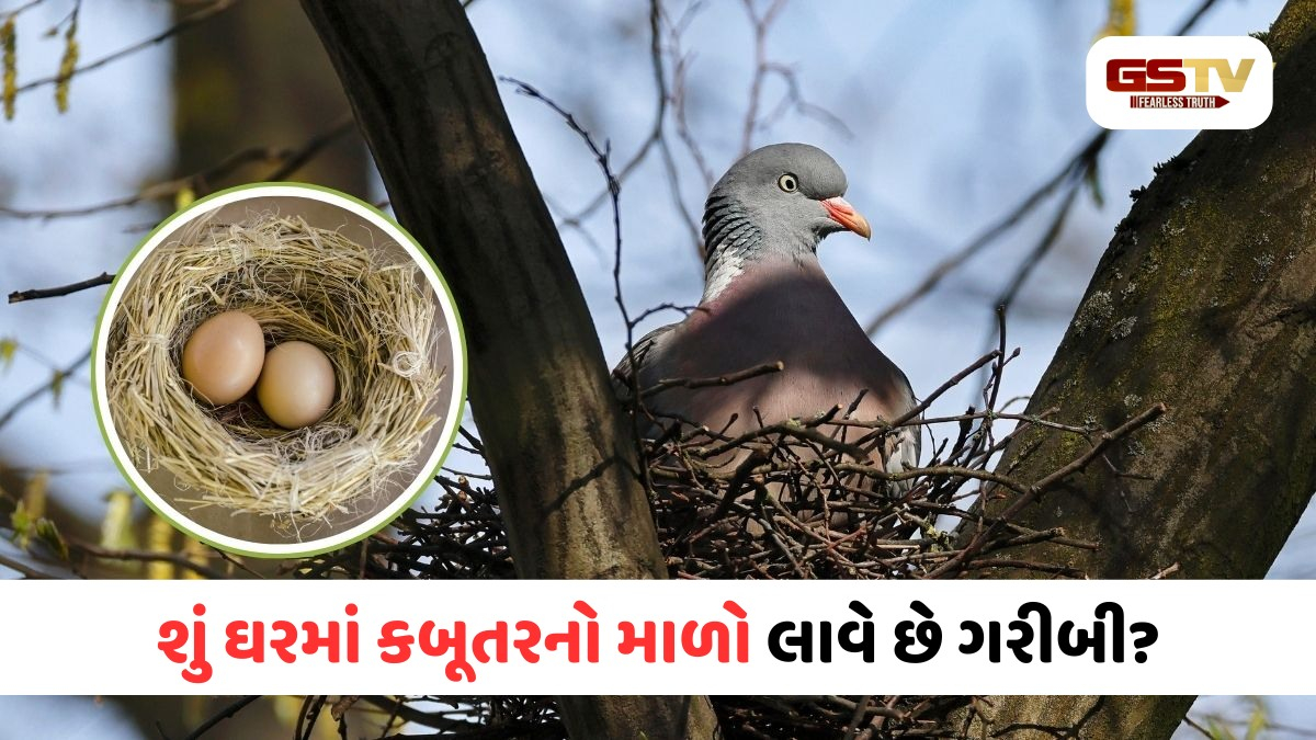 ઘરમાં કબૂતરનો માળો હોવો શુભ ગણાય કે અશુભ? આજે જ જાણી લો આ વાસ્તુ નિયમ