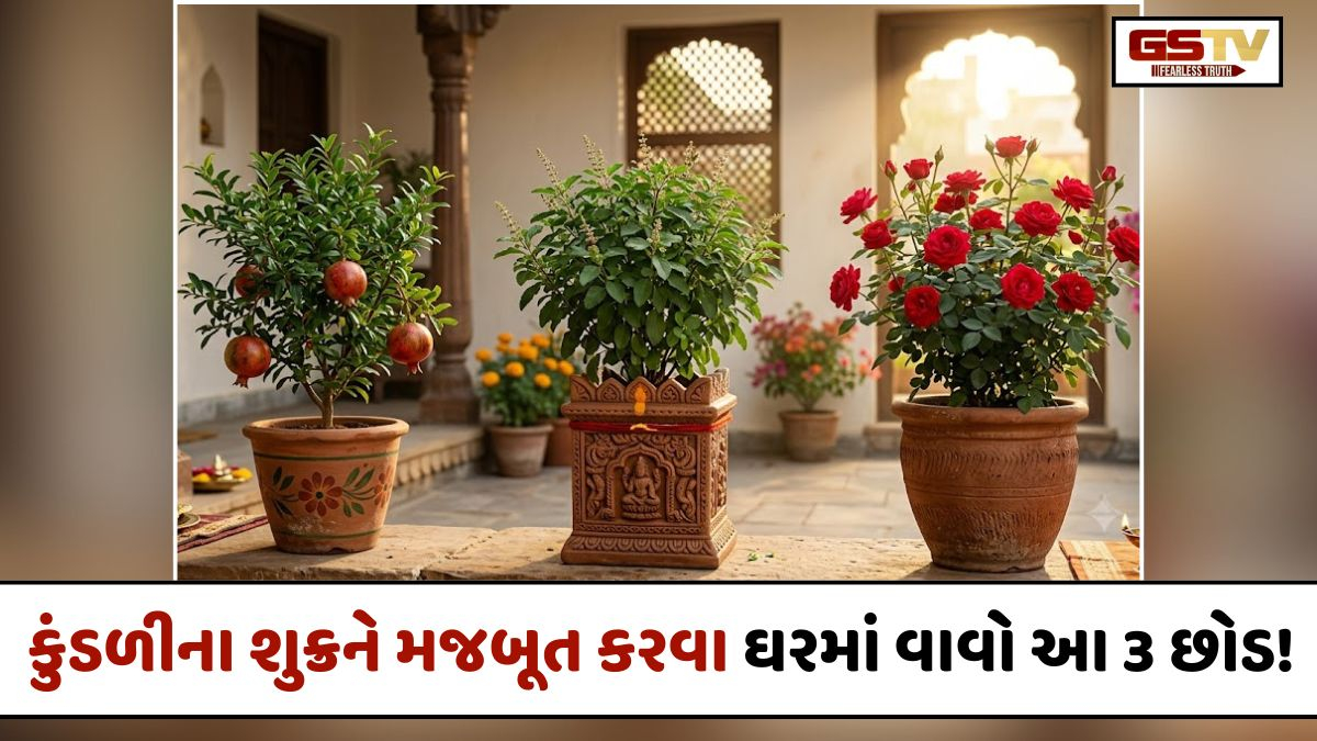 Religion/ કુંડળીમાં શુક્ર નબળો છે? ઘરમાં વાવો આ 3 છોડ, આર્થિક તંગી થશે દૂર!