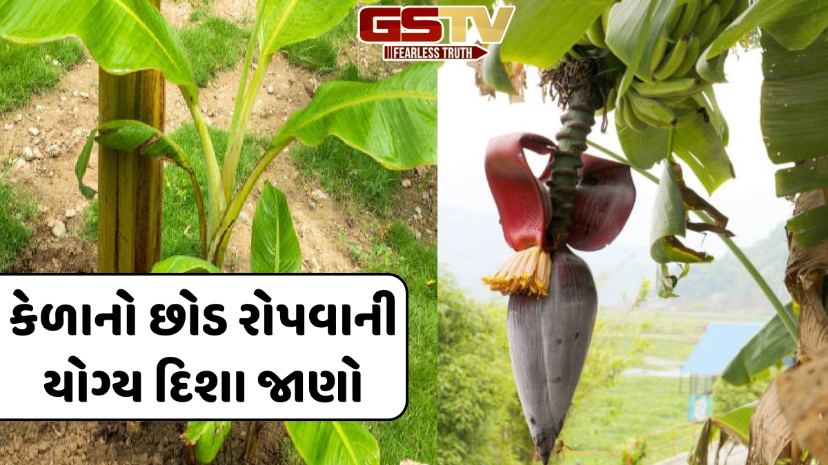 શું ઘરની સામે કેળાનું ઝાડ લગાવવું જોઈએ? જાણો વાસ્તુ શાસ્ત્ર અનુસાર યોગ્ય દિશા અને નિયમો