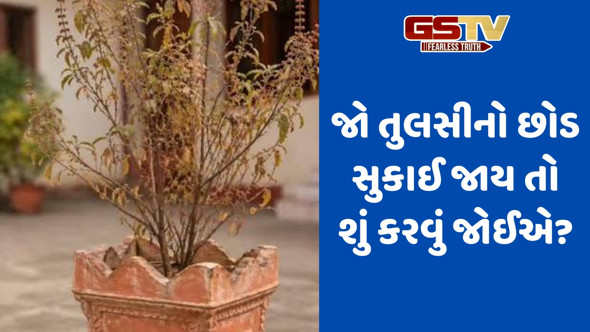જો તુલસી સુકાઈ જાય તો આટલી મોટી ભૂલ ન કરો, વાસ્તુ અનુસાર ફક્ત આ બાબતો કરો