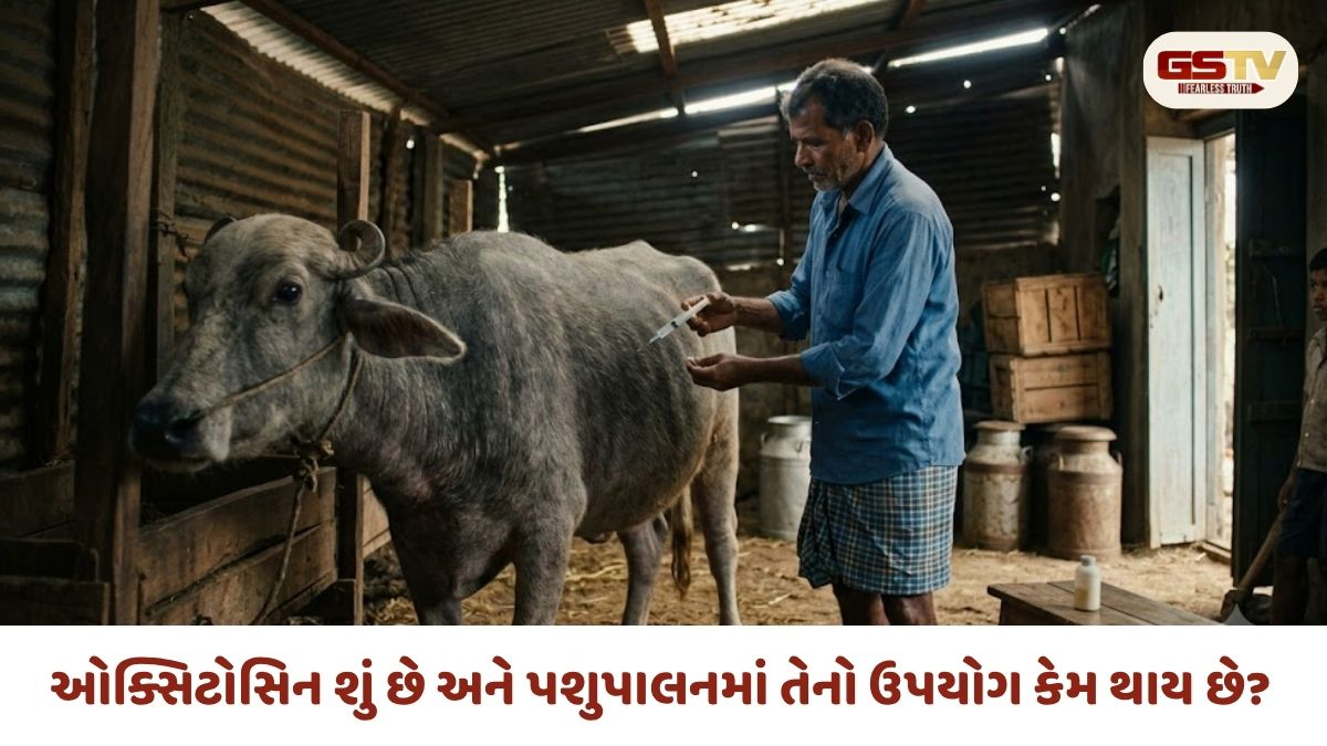 Oxytocin Injection આપેલા ગાય-ભેંસનું દૂધ પીવાથી માનવ શરીર પર શું અસર થાય? જાણો શું કહે છે વિજ્ઞાન