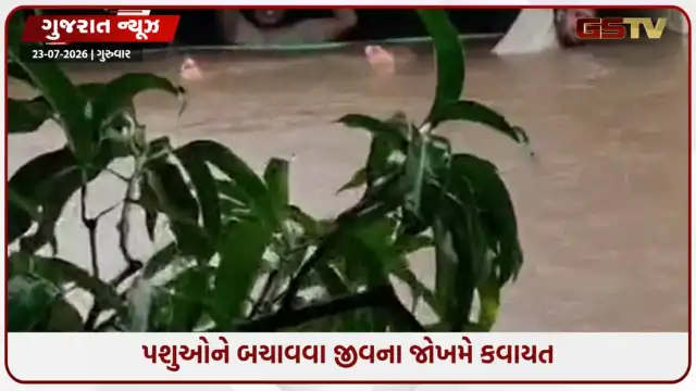 VIDEO: વલસાડ - ઉમરગામમાં નદી-નાળાંમાં 15 ફૂટ પાણી વધતા ઢોર તણાયા, સ્થાનિકોએ જીવના જોખમે પશુઓ બચાવ્યા