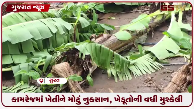 VIDEO: કામરેજમાં ખેતીને મોટું નુકસાન, ખેડૂતોની વધી મુશ્કેલી