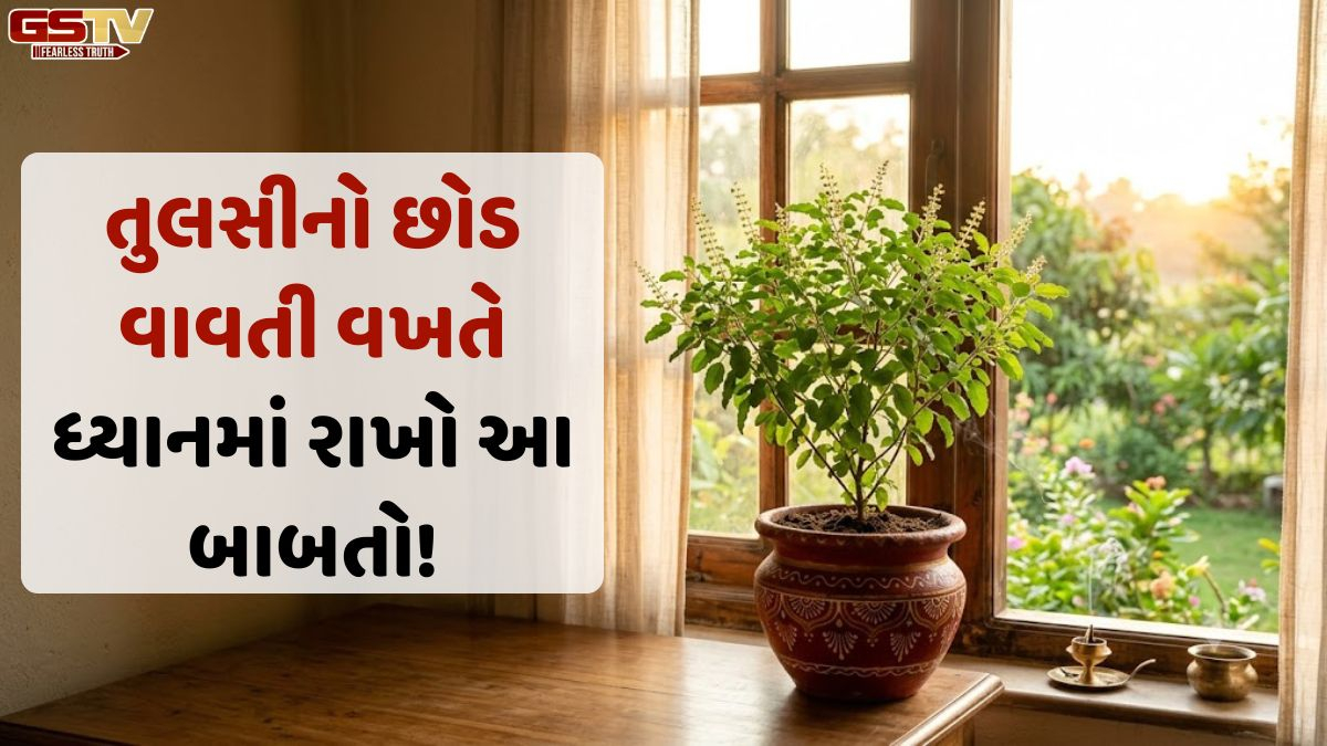 Vastu Tips/ ઘરમાં તુલસીના છોડ વાવતા પહેલાં જાણી લો આ ખાસ વાસ્તુ નિયમો!