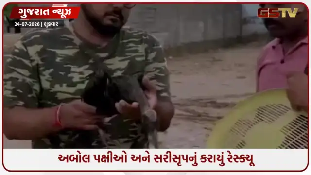 VIDEO: અમદાવાદમાં વરસાદ વચ્ચે ત્રણ બ્લેક આઇબીસ પક્ષીને બચાવાયા, સાપનું પણ કરાયું રેસ્ક્યૂ