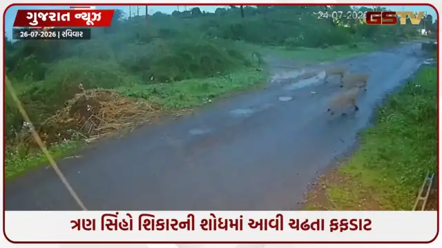 VIDEO: રાજુલાના ધુડીયા આગરીયા ગામે સિંહોના આંટાફેરા વધ્યા, ગ્રામજનોમાં ભયનો માહોલ