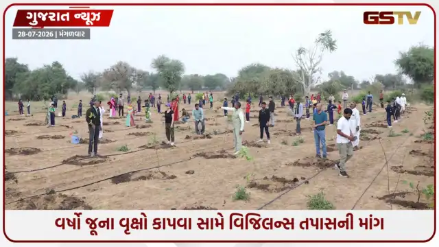 VIDEO: Surat પાલિકાના 'ગ્રીન સુરત'ના દાવા પોકળ? નવા રોપા વાવવાની કવાયત વચ્ચે વર્ષો જૂના વૃક્ષોનું નિકંદન