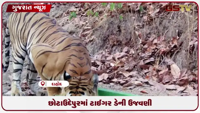 VIDEO: છોટાઉદેપુરમાં વાઘની હાજરીથી વન વિભાગ સક્રિય
