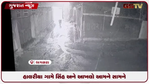 VIDEO: બગસરાના હાલરીયા ગામે વરસાદમાં સિંહની આખલા સામે ટક્કર...ઉભી પૂંછડીયે ભાગ્યો વનરાજા
