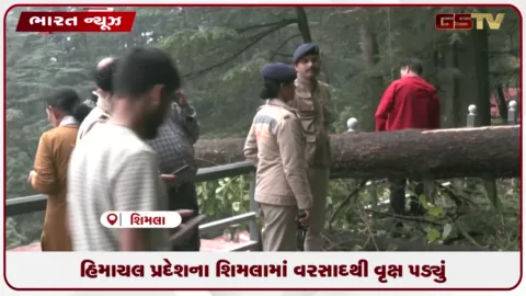 VIDEO: હિમાચલ પ્રદેશના શિમલામાં વરસાદથી વૃક્ષ પડ્યું