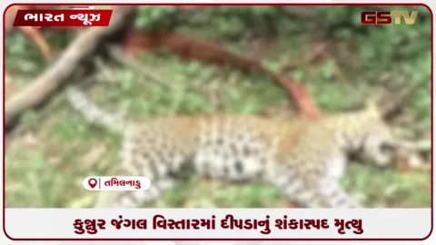 VIDEO: કુન્નુર જંગલ વિસ્તારમાં દીપડાનું શંકાસ્પદ મૃત્યુ