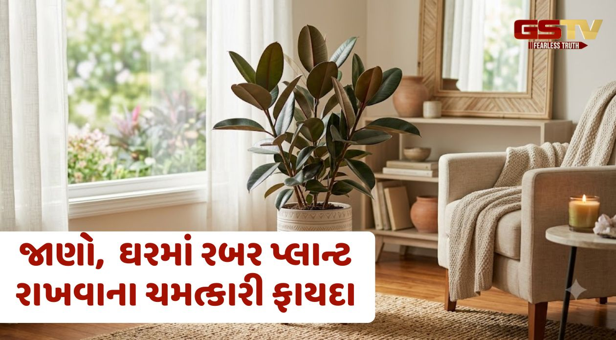 Vastu Tips / ઘરમાં રબર પ્લાન્ટ રાખવાના ચમત્કારી ફાયદા; જાણો યોગ્ય દિશા અને નિયમો