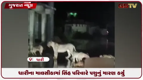 VIDEO: ધારીના માલસીકામાં સિંહ પરિવારે પશુનું મારણ કર્યું