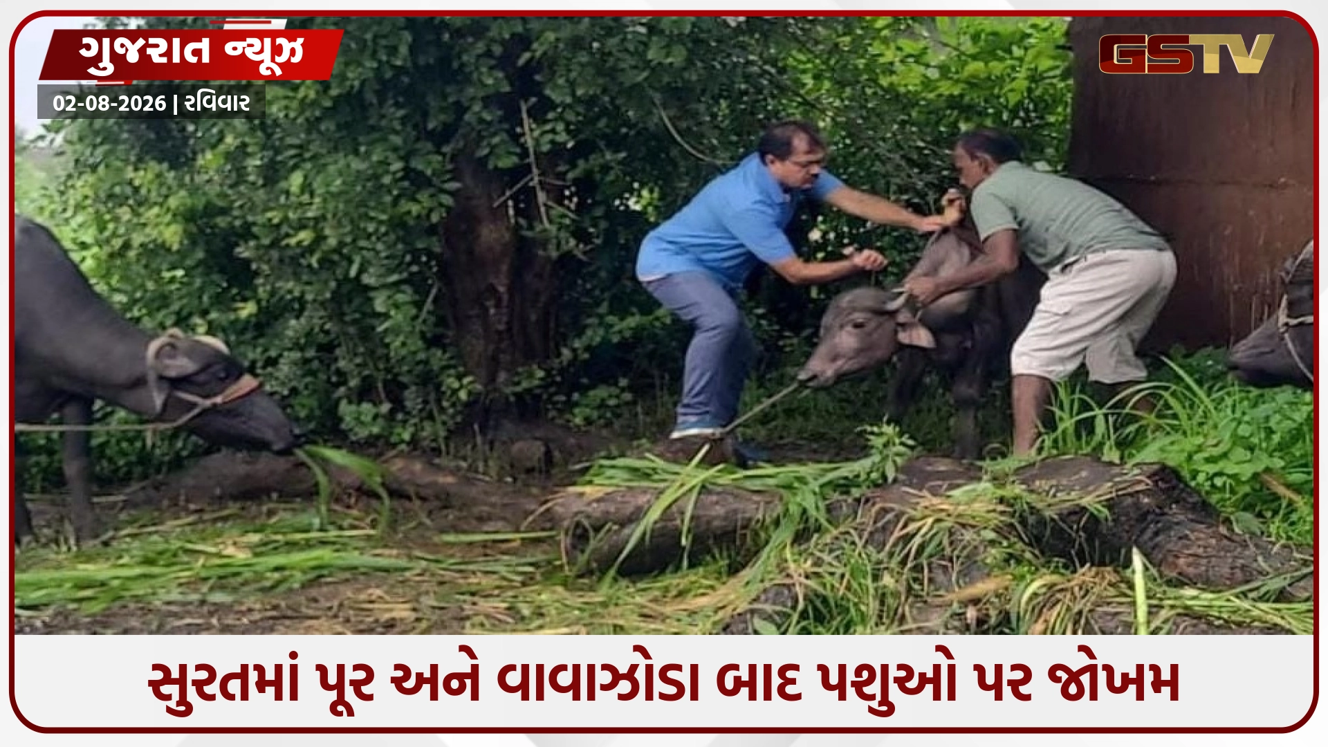 સુરતમાં પૂર બાદ પશુઓમાં રોગચાળાનો ખતરો: 12 મેડિકલ ટીમો મેદાનમાં, મફત રસીકરણ અને સારવાર શરૂ