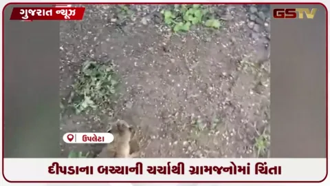 VIDEO: ઉપલેટાના તલંગણા ગામે વન્યજીવનું બચ્ચું મળ્યાનો વીડિયો વાયરલ, તપાસ શરૂ