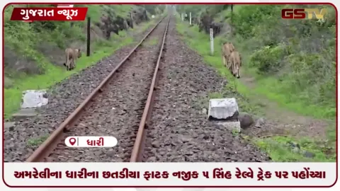 VIDEO: અમરેલીના ધારીના છતડીયા ફાટક નજીક 5 સિંહ રેલ્વે ટ્રેક પર પહોંચ્યા
