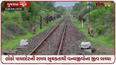 VIDEO: ધારી નજીક રેલવે ટ્રેક પર પાંચ સિંહો આવી ચઢ્યા, લોકો પાયલોટની સતર્કતાથી ટળી દુર્ઘટના