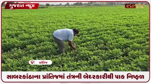 VIDEO: કાલીપુરા ગામે ગરનાળું બેસી જતાં ૨૦ એકર જમીનમાં મગફળીનો પાક જળમગ્ન: ખેડૂતોમાં રોષ