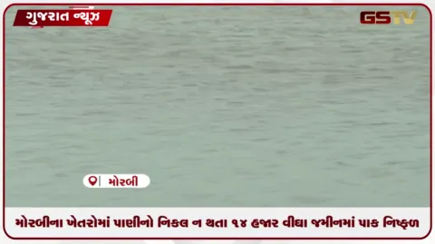 VIDEO: મોરબીની 14 હજાર વીઘા જમીનમાં પાણીનો નિકાલ ન થતા પાક નિષ્ફળ