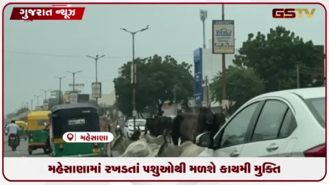 VIDEO: મહેસાણામાં રખડતાં પશુઓથી મળશે કાયમી મુક્તિ