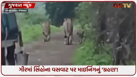 VIDEO: ગીરના સિંહોના વસવાટ પર માઇનિંગનું જોખમ; અલ્ટ્રાટેક કંપનીને મંજૂરી મળતાં મોટો વિવાદ