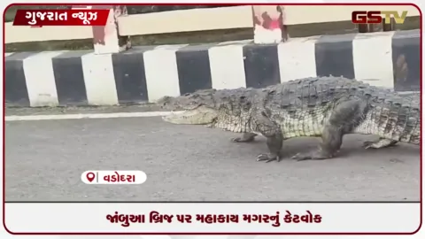 VIDEO: વડોદરાના જાંબુઆ બ્રિજ પર મહાકાય મગરનું કેટવોક!, વાહનચાલકો થંભી ગયા